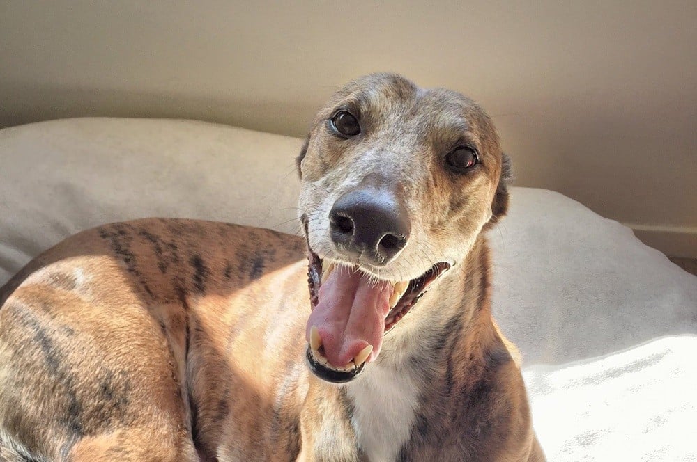 Naujoji Zelandija uždraus Greyhound Racing